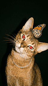 Community gallery item