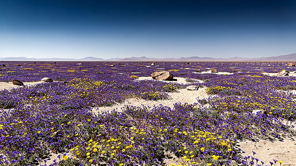 Desert Wildflower Bloom — Atacama Desert covered in a carpet of purple and yellow wildflowers, clear blue sky, sharp