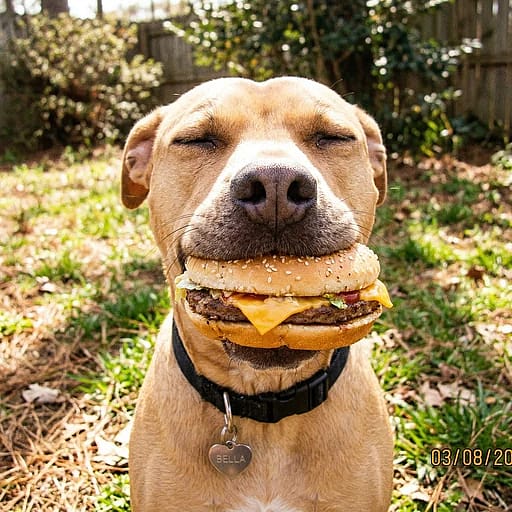 Humorous lo-fi digital snapshot of a dog holding a cheeseburger in its mouth with eyes squeezed shut.
