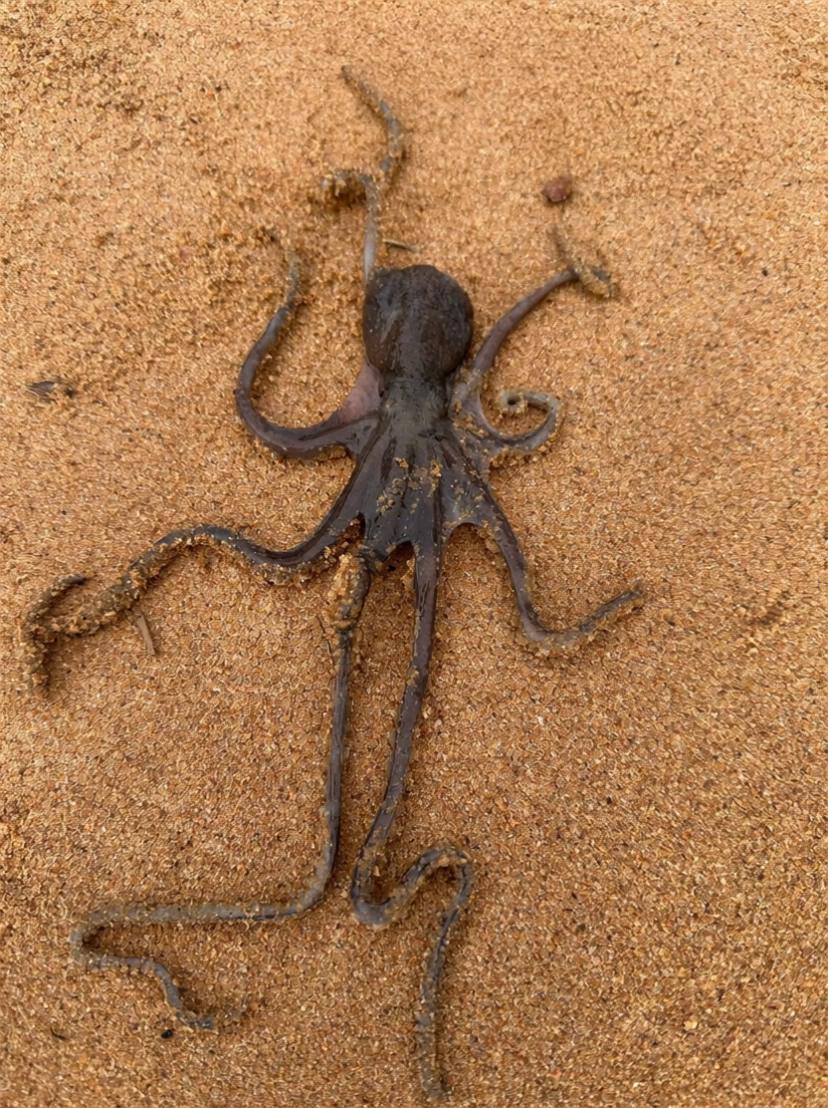 Prompt: The octopus grows in the water and becomes big