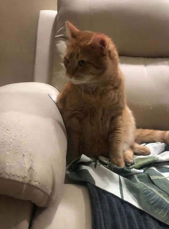 Prompt: Cat is taking playing with bird that accidently entered house
