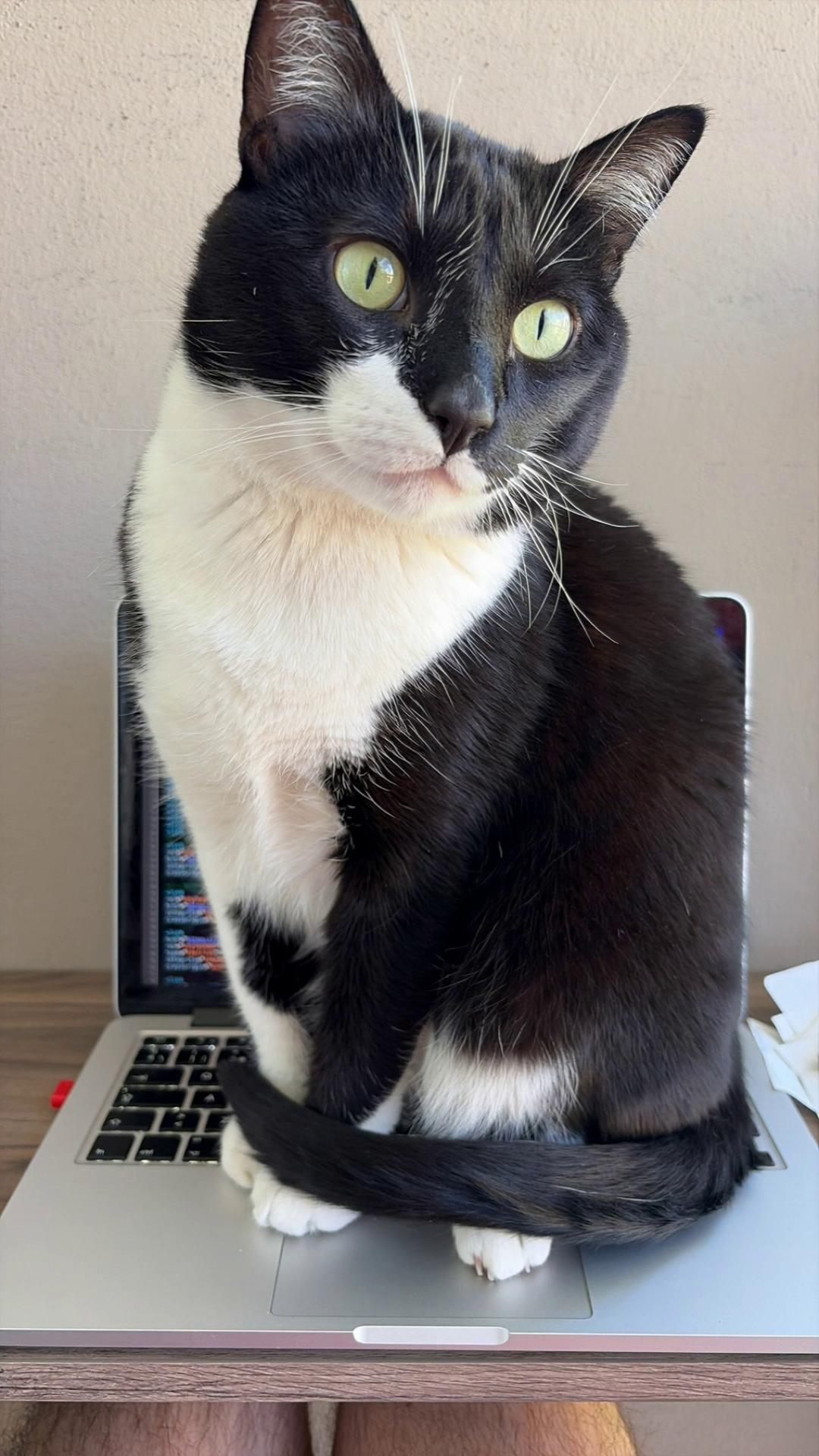 Prompt: Remove the cat from the table and place it gently on the floor next to the desk.The cat should be standing naturally on all four paws, calm and relaxed, looking slightly upward.Keep the same cat appearance, fur pattern, eye color, and realistic proportions.The table surface and laptop should remain unchanged, clean and intact.Maintain the same lighting, shadows, depth of field, and photographic realism.Natural indoor light, realistic floor shadows, no distortion, no artifacts.