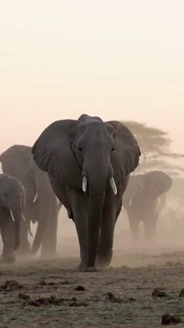 Prompt: 0–4 s: Elephants walking through morning mist, gentle trumpet sounds.
5–9 s: A baby elephant plays beside its mother.
10–13 s: Sunset behind them, text fades in — “Planet Vibes — Strength in Peace.”