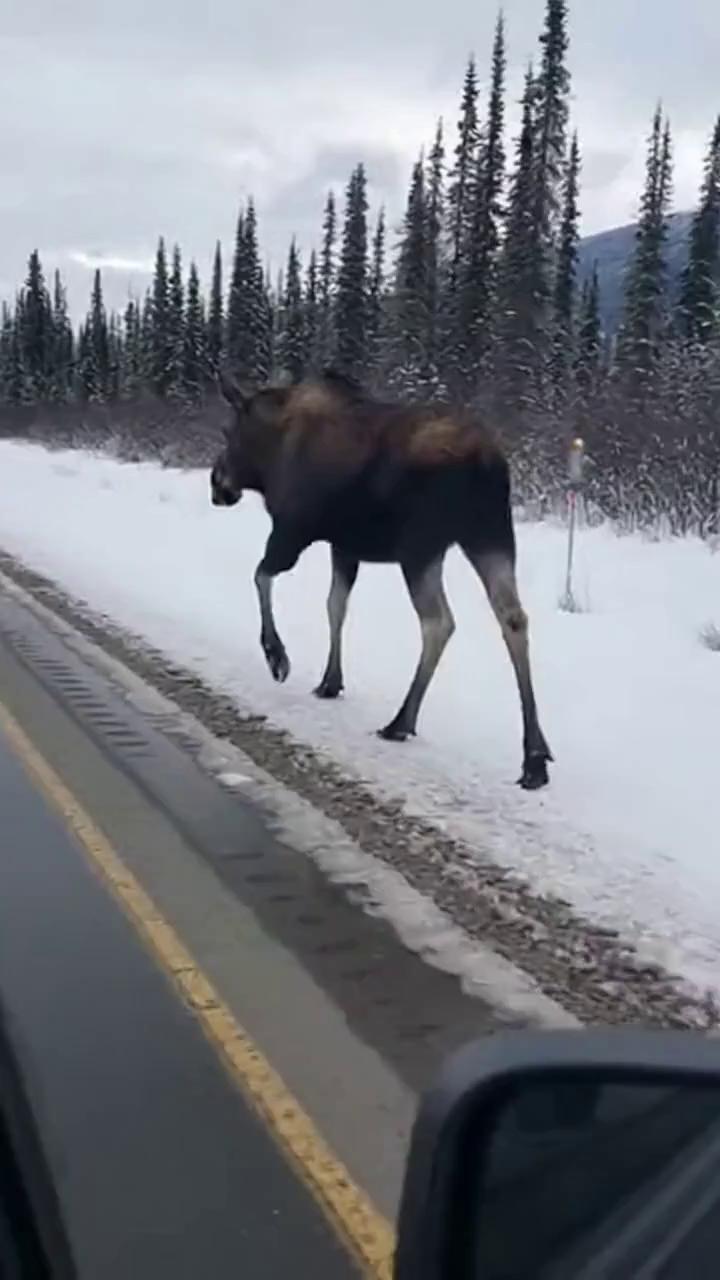 Prompt: the only talking should be someone in the background saying wow wow