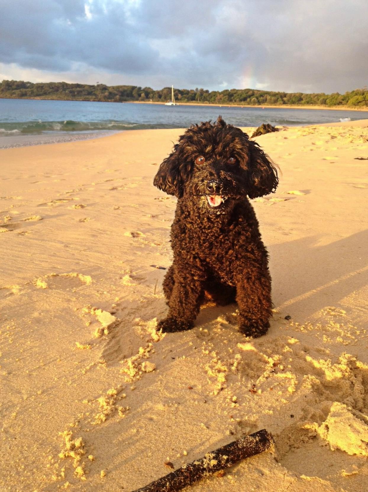 Prompt: A short, realistic video animation based on the original beach photo.

The small black dog gently stands up from its sitting position.

The dog slowly reaches upward (without jumping),
stretching naturally on its back legs.

A red heart-shaped balloon slowly descends from above the frame.

The dog gently pulls the balloon down using the string in its mouth.

At some point during the video,
the entire heart-shaped balloon must be fully visible in frame,
including the top curves and the bottom point of the heart.

The balloon floats lightly and naturally,
attached to a thin string held in the dog’s mouth.

The dog settles back down,
looking happy and proud.

Soft golden-hour lighting.
Gentle ocean movement in the background.
Natural shadows.
Realistic motion.
Sweet, emotional tone.

10 seconds total.