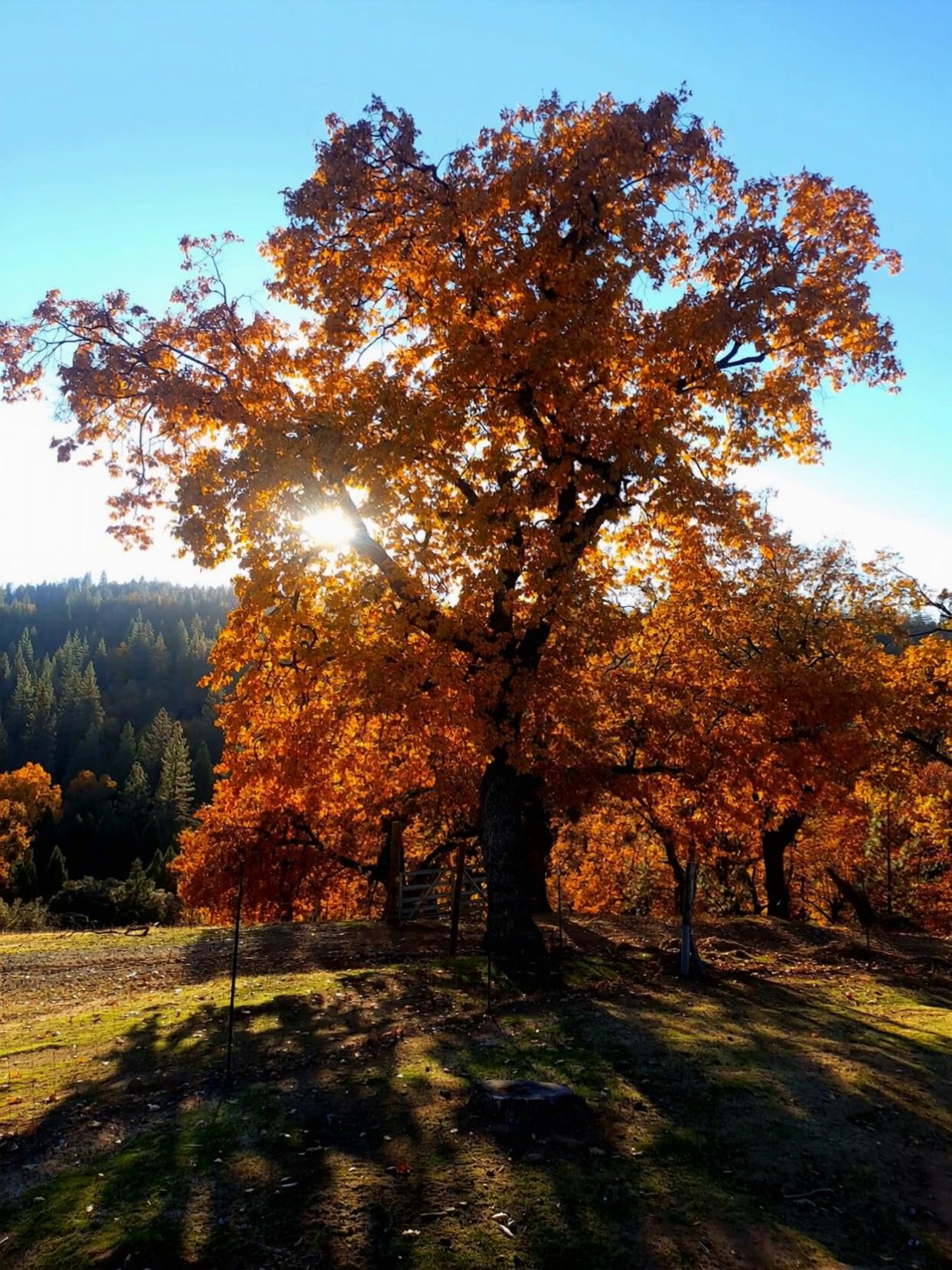 Prompt: Make a realistic looking video of this tree turning into a giant tree monster, with the tree being the top of the monsters head, and its climbs up out of the ground with dirt spilling everywhere and it's tree roots ripping and tearing out of the ground, and as it rises up it lets out a terrifying growl sound as it heads straight toward the camera man who yells out loud in terror!