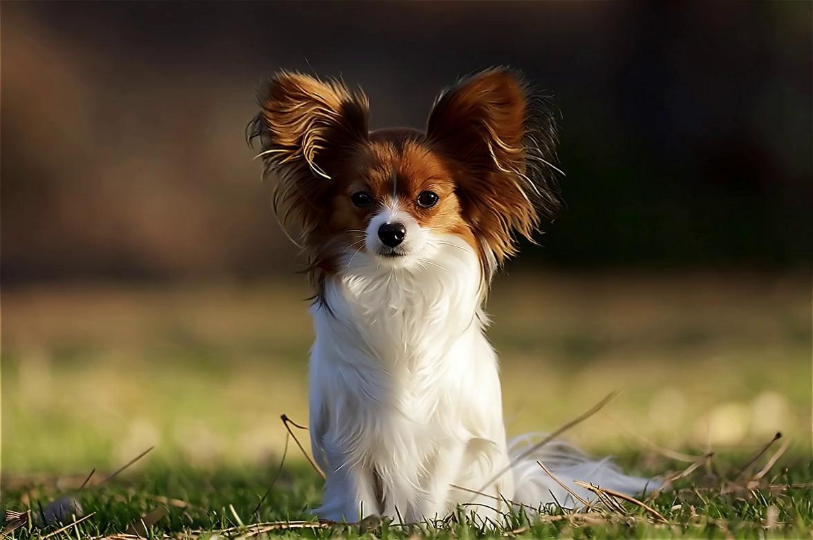 Prompt: dog running and jumping towards screen, ears erect, small dog bark, no music.