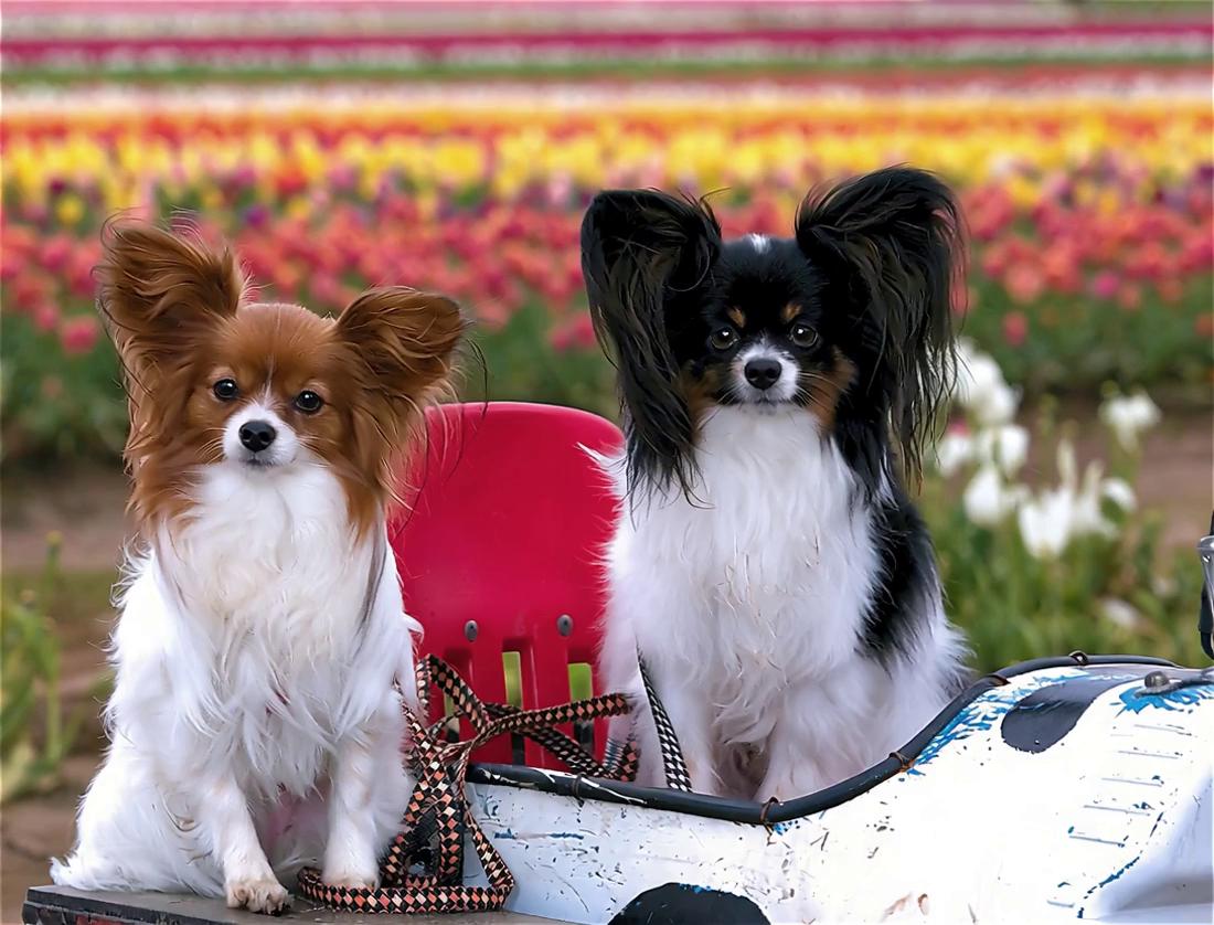 Prompt: both dogs raise heads, and bow