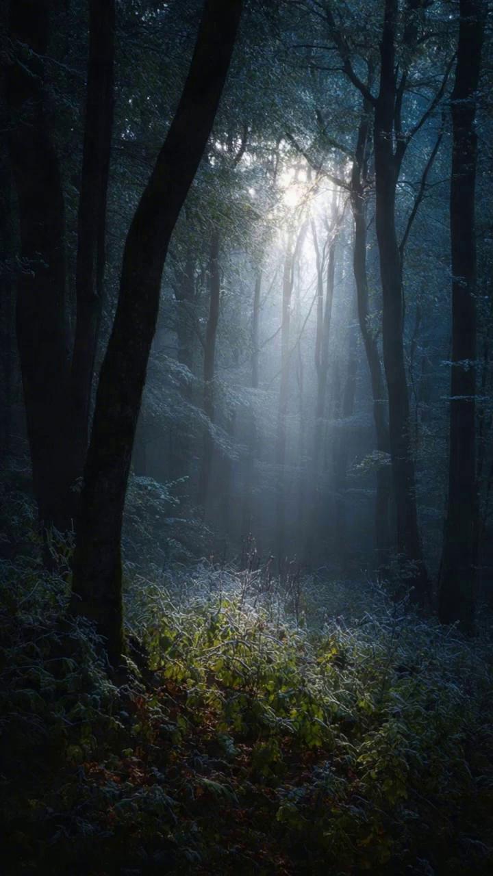 Prompt: A mystical forest