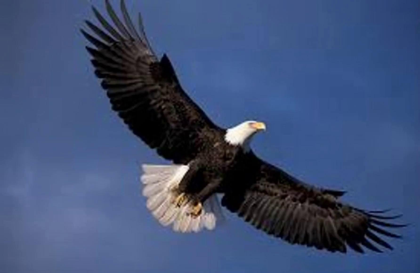Prompt: de amerikaanse eagle is aanwezig en vliegt over het peleton van de tour de france in lille 