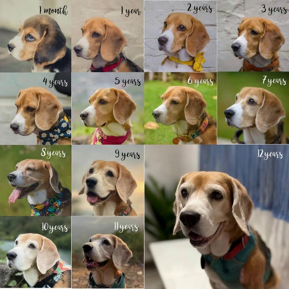 Prompt: Make all the dogs in the picture turn the face wherein all of them are looking in front