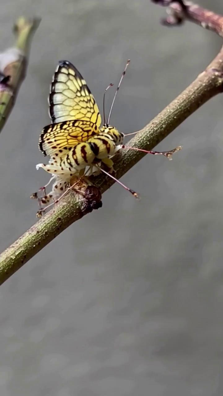 Prompt: Birth of a butterfly