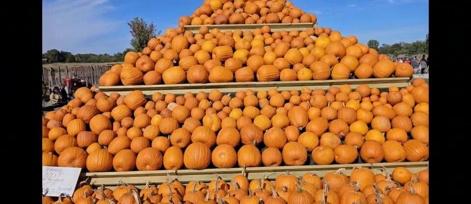 Prompt: Pumpkins turn into jack o lanterns singing hi ho its off to work we go