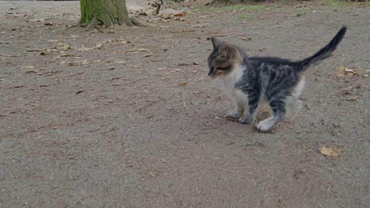 Prompt: a kitten running behind a bird