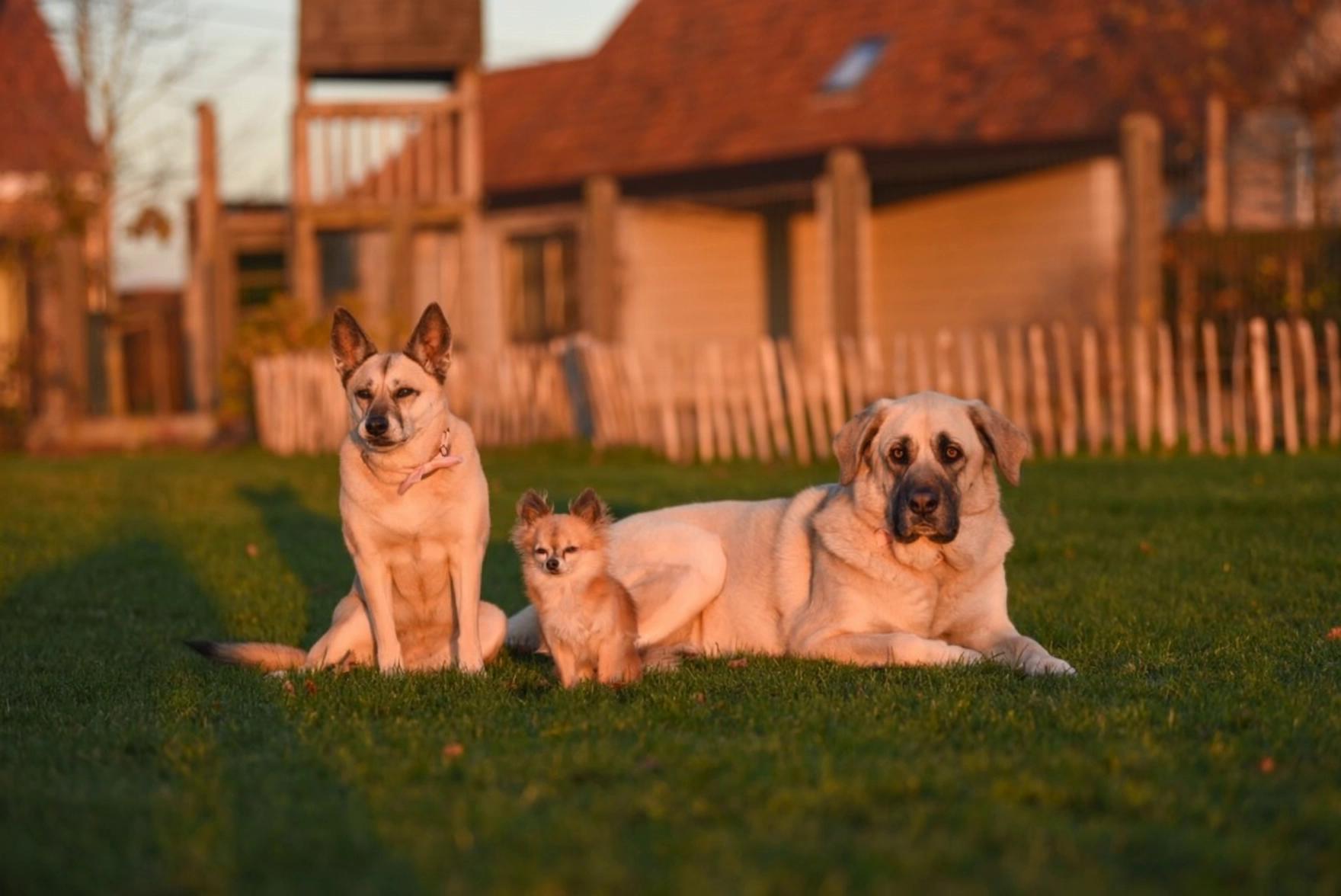 Prompt: Make dogs do slightly movement, playful with each other, keep it very real