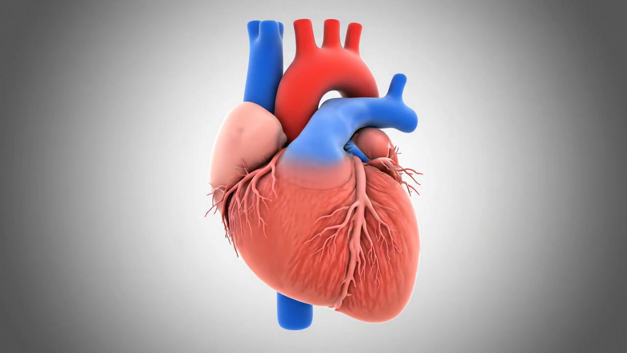 Prompt: Create a highly realistic 3D medical animation of a human heart beating inside the chest. Show the four chambers (atria and ventricles) clearly. Animate blood flow entering through the vena cava into the right atrium, passing through the tricuspid valve, then moving into the right ventricle. Show blood being pumped through the pulmonary valve toward the lungs. Then animate oxygenated blood returning to the left atrium, flowing through the mitral valve, and being pumped by the left ventricle through the aortic valve into the aorta. Highlight the valves opening and closing in sync with the heartbeat. Use red coloring for oxygenated blood and blue coloring for deoxygenated blood. Smooth, educational, medically accurate animation with a clean neutral background. do not include names or any writing
