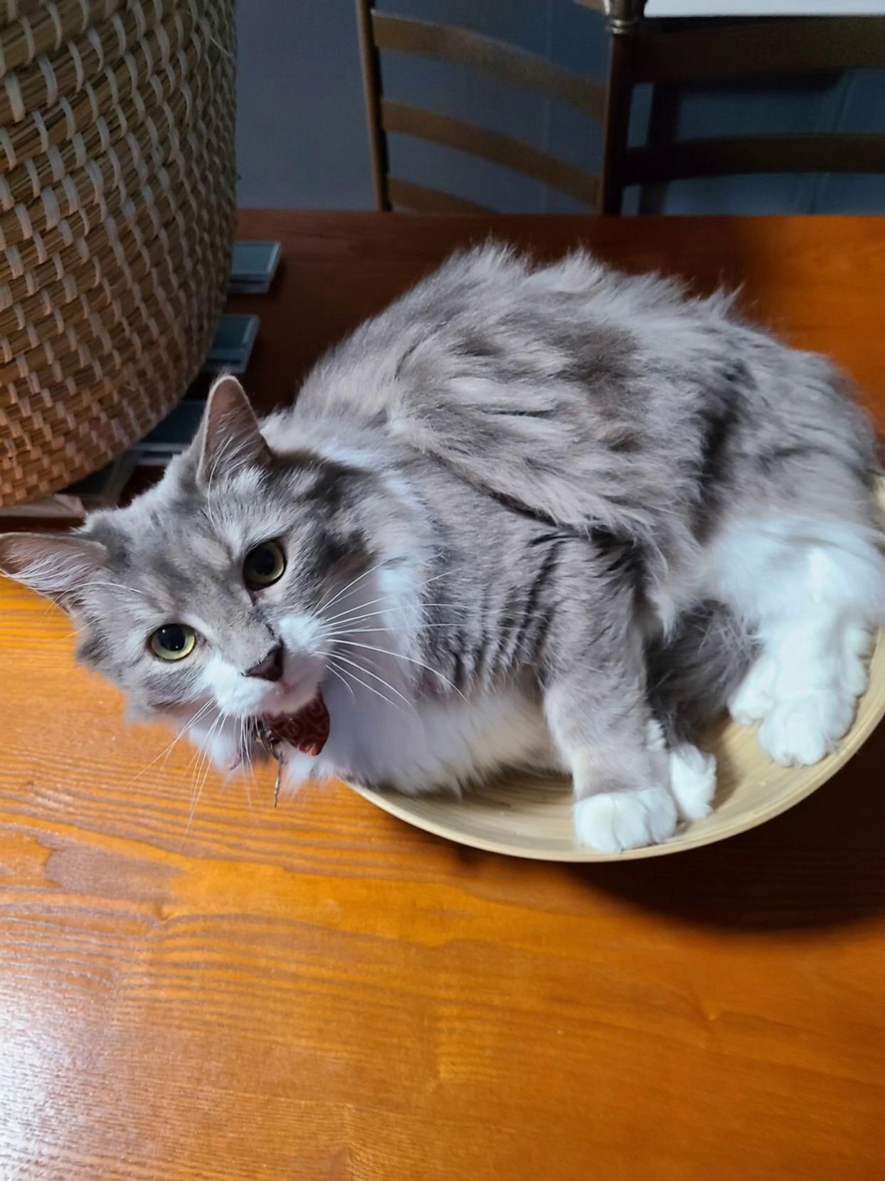 Prompt: Cat and bowl spin around like an amusement park ride. Cat laughs like he's enjoying the ride as if he were a child