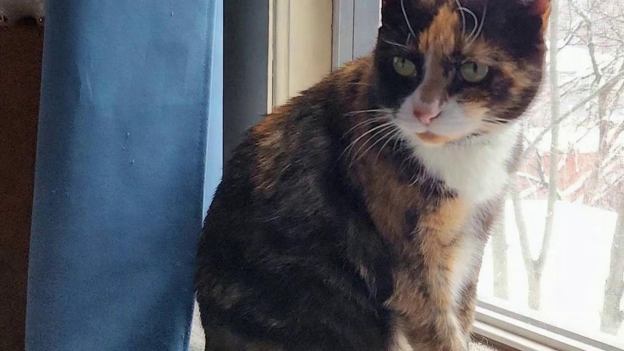 Prompt: In an English female voice the cat looks at the camera and says you know that I love you but why did you name me Puppy? The other cats make fun of me.