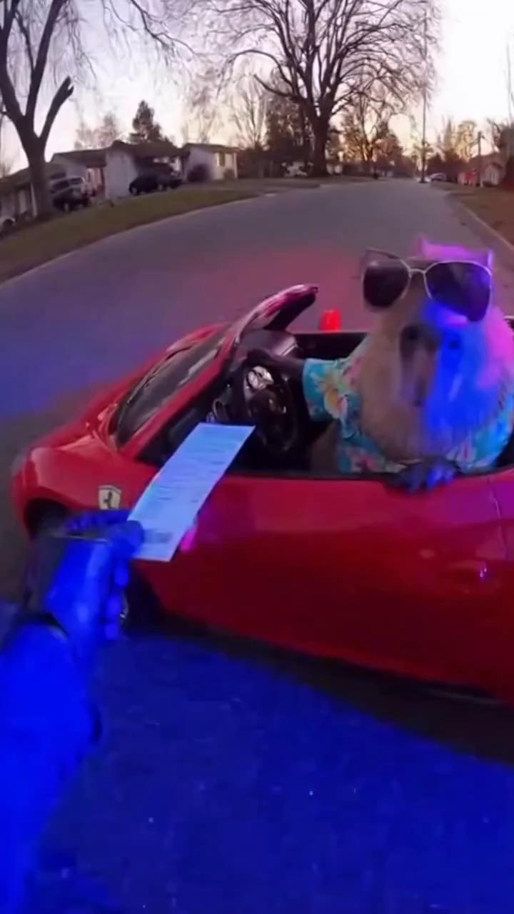 Prompt: The Viral Video Prompt
​Copy and paste this into Sora or your video generator:
​Prompt: Cinematic, high-definition police bodycam footage, 4k. A professional police officer has pulled over a tiny, miniature red convertible sports car on a suburban street at dusk. The driver of the tiny car is a fluffy Capybara wearing cool sunglasses and a small Hawaiian shirt. The officer’s gloved hand enters the frame holding a ticket, and the Capybara calmly looks up, one "arm" resting on the door. The lighting is realistic with flickering blue and red police lights reflecting off the car's polish. The camera has a slight handheld shake and a digital timestamp in the corner.
​🖼️ Reference Image Idea
​To give the AI a "visual anchor," you want a picture that shows the contrast of textures.
​Description for your reference image: "A wide-angle, low-light photo from a first-person perspective. In the foreground, a dark tactical sleeve and a hand holding a clipboard. In the center, a very round, calm Capybara sitting in a toy-sized Ferrari. The background is a blurry neighborhood street with glowing blue and red emergency lights."
​Why this will go viral:
​The Hook: People stop scrolling when they see "police footage" because our brains are trained to look for drama. When it’s just a "chill" Capybara, it triggers a laugh.
​The "Vibe": Capybaras are the kings of "don't care" energy on TikTok.
​Simple to Repeat: You can easily swap the animal for a penguin, a kitten, or even a "sentient taco" to make a whole series of videos.
​Would you like me to write a few catchy TikTok captions and hashtags to go with this video idea?

Sent from my Galaxy
