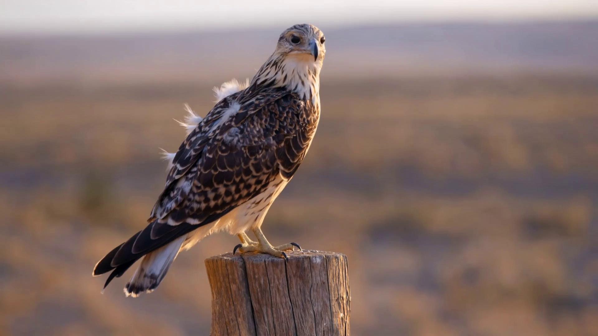 Prompt: A powerful falcon perched calmly, then slowly turning its head toward the camera with piercing eyes, cinematic wildlife documentary style, dramatic golden hour lighting, wind gently moving the feathers, ultra realistic details, shallow depth of field, slow motion, epic cinematic shot, 4K, high detail, National Geographic style