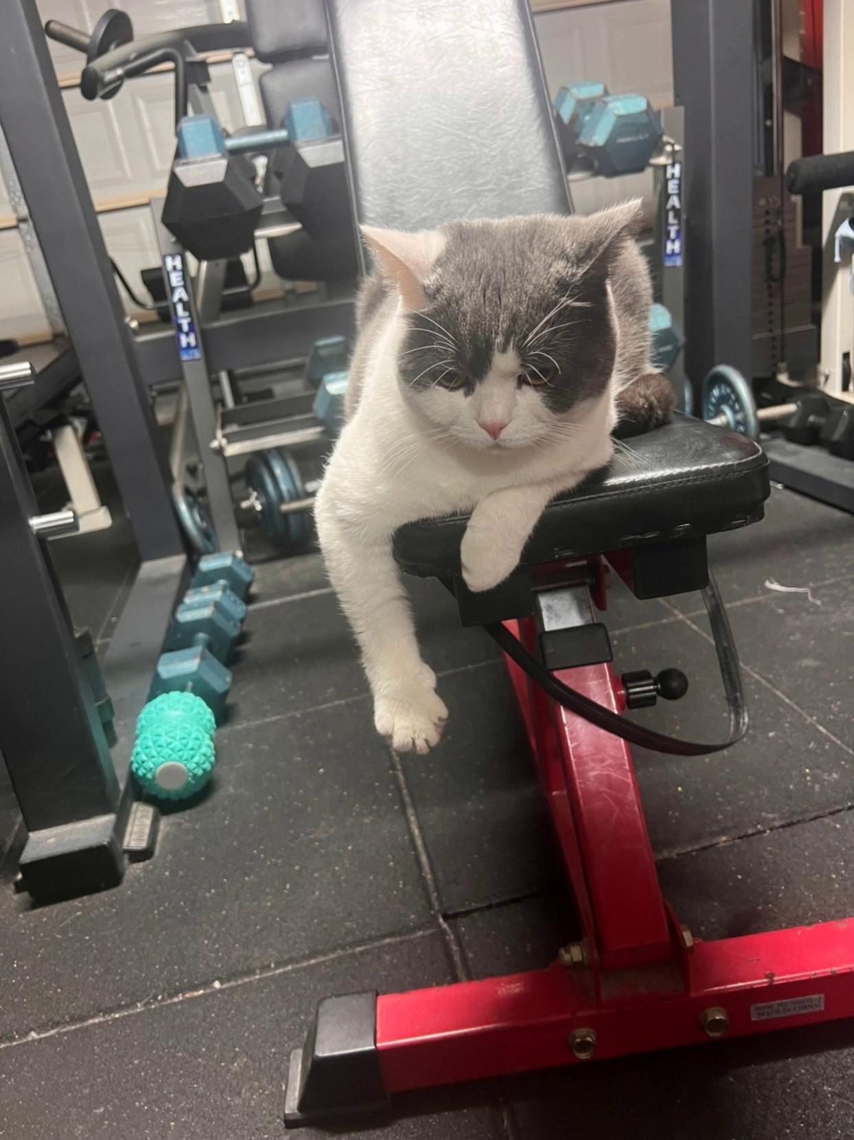 Prompt: A photorealistic British Shorthair cat sits relaxed on a black leather gym bench inside a modern home gym. The gym background stays exactly the same throughout — featuring dumbbells, weights, and gym equipment with realistic lighting and slight film grain.

At second 2, a soft golden light begins to shimmer around the cat as ancient Egyptian dust particles swirl gently in the air. The camera remains steady, focused on the cat.

Between seconds 3–7, the cat slowly morphs into a majestic pharaoh cat — the transformation is smooth and mystical. His fur subtly transitions as ornate golden jewelry, armbands, and a blue-and-gold pharaoh headdress materialize on him. Glowing hieroglyphs faintly appear in the background air before fading. The cat’s eyes gleam with calm authority as the transformation completes.

From seconds 8–10, the pharaoh cat glances proudly toward the side, then hops gracefully off the gym bench and walks out of view, his jewelry giving off a soft metallic shimmer. As he leaves, the gym lighting stays exactly the same, and the magical particles gently fade away — leaving the empty bench behind.

Style: Ultra-photorealistic, cinematic lighting, natural gym reflections, smooth slow-motion morph, subtle mystical effects (glow, dust, shimmer), slight film grain texture.