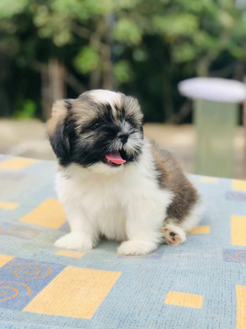 Prompt: pretty little baby song