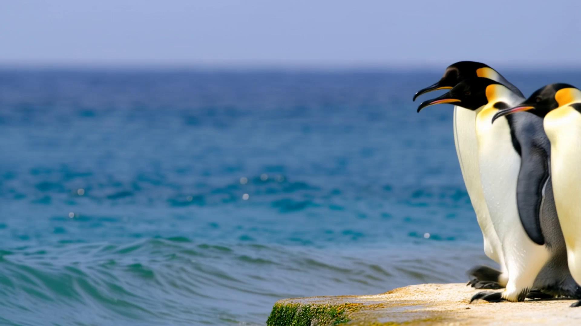 Prompt: Close up of Penguins diving into the water