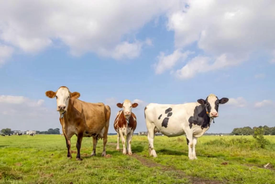 Prompt: Prompt: “A simple village man standing with his three cows—two big cows and one small calf—beside a green field.”
