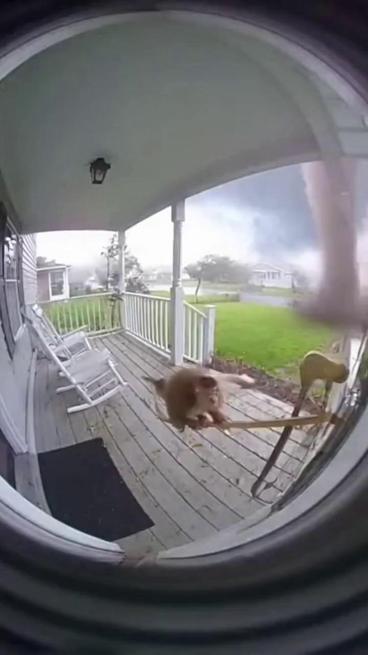 Prompt: The entire video is from the perspective of a security camera filming the front porch of a house from the peephole of the front door looking at the porch. A little monkey is on the porch trying not to get swept away by an approaching tornado. He clings to the handrail and screams, then gets pulled into the tornado
