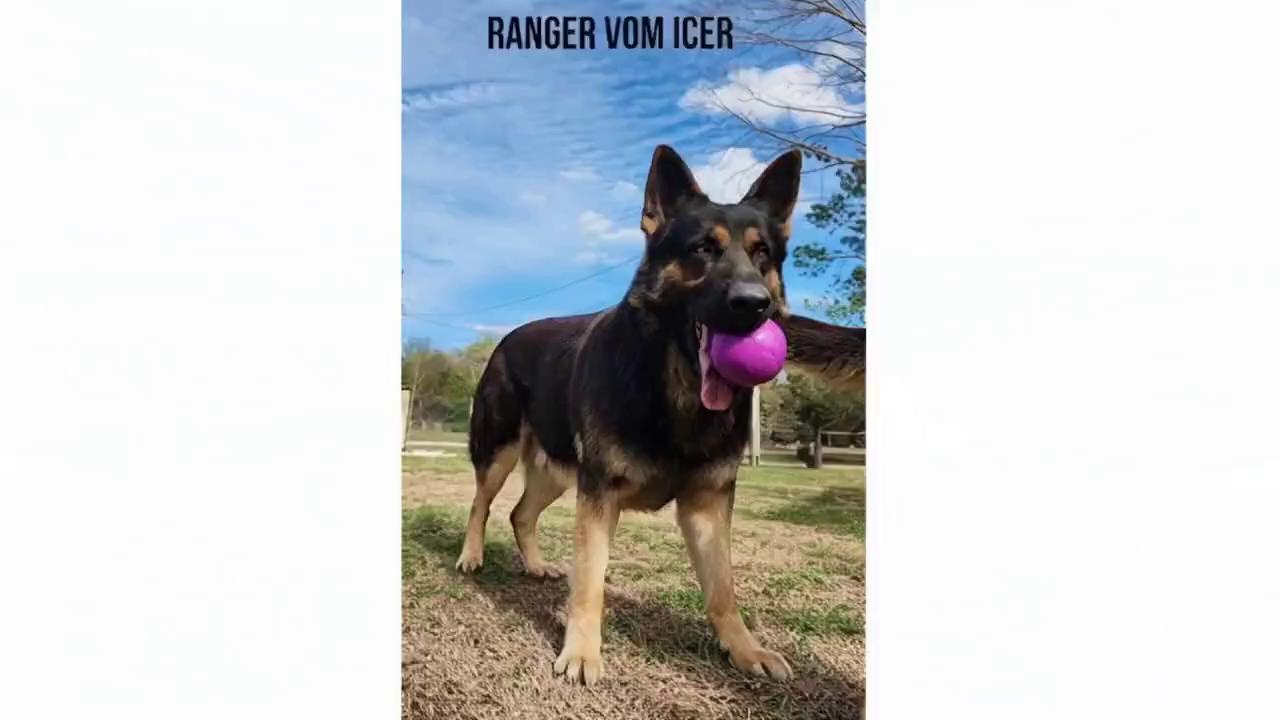 Prompt: Vibe: cinematic realism, sunlit coastal, playful-epic (brand-safe)
Format: 16:9 short film (12s, loop-able social)
Genre: adventure / kennel promo
Note: Use uploaded pic of Ranger (DDR German Shepherd) ** use photo to recreate Ranger in the video. No collar, no leash, no ball, & no harness.

[0–3s] HOOK:
CAM: low, wide lens at ocean shoreline; Ranger trots into foamy shallows and dives beneath a rising swell; snap-zoom toward the wave face.
SVX: gentle surf, gulls, light steel-drum beat.
EMOTION: eager curiosity.
VO: “In Ranger’s dreams, waves are doorways.”
TRANSITION: speed-ramp into the forming large barrel wave.

[3–6s] CONTEXT:
CAM: pipeline/tube shot inside the translucent large wave—tracking alongside Ranger body-surfing through the large barrel; sunbeams flicker, droplets streak across the lens.
SVX: rhythm builds; watery whoosh; distant beach cheer.
EMOTION: confident, playful.
VO: “Southern Comfort Shepherds’ legendary sire— Full DDR with 30-generation pedigree.”
TRANSITION: whip-pan out of the tube toward the shoreline glow.

[6–9s] CLIMAX:
CAM: Ranger bursts from the wave and lands in knee-deep surf; he pauses looking at the camera, he pauses, briefly revealing a shimmering fish for a beat, 
SVX: splash → triumphant brass sting.
EMOTION: heroic joy.
VO: “Adventure is in his bloodline.”
TRANSITION: water droplets sparkle into bokeh.

[9–12s] RESOLUTION:
CAM: medium hero shot as Ranger shakes off in golden backlight, then looks into lens; SVX: single happy deep bark; music button.
EMOTION: proud, inviting.
VO: “Where will Ranger take us next?”
TRANSITION: end card: “Ranger’s Dreams | Comment a mission.”

