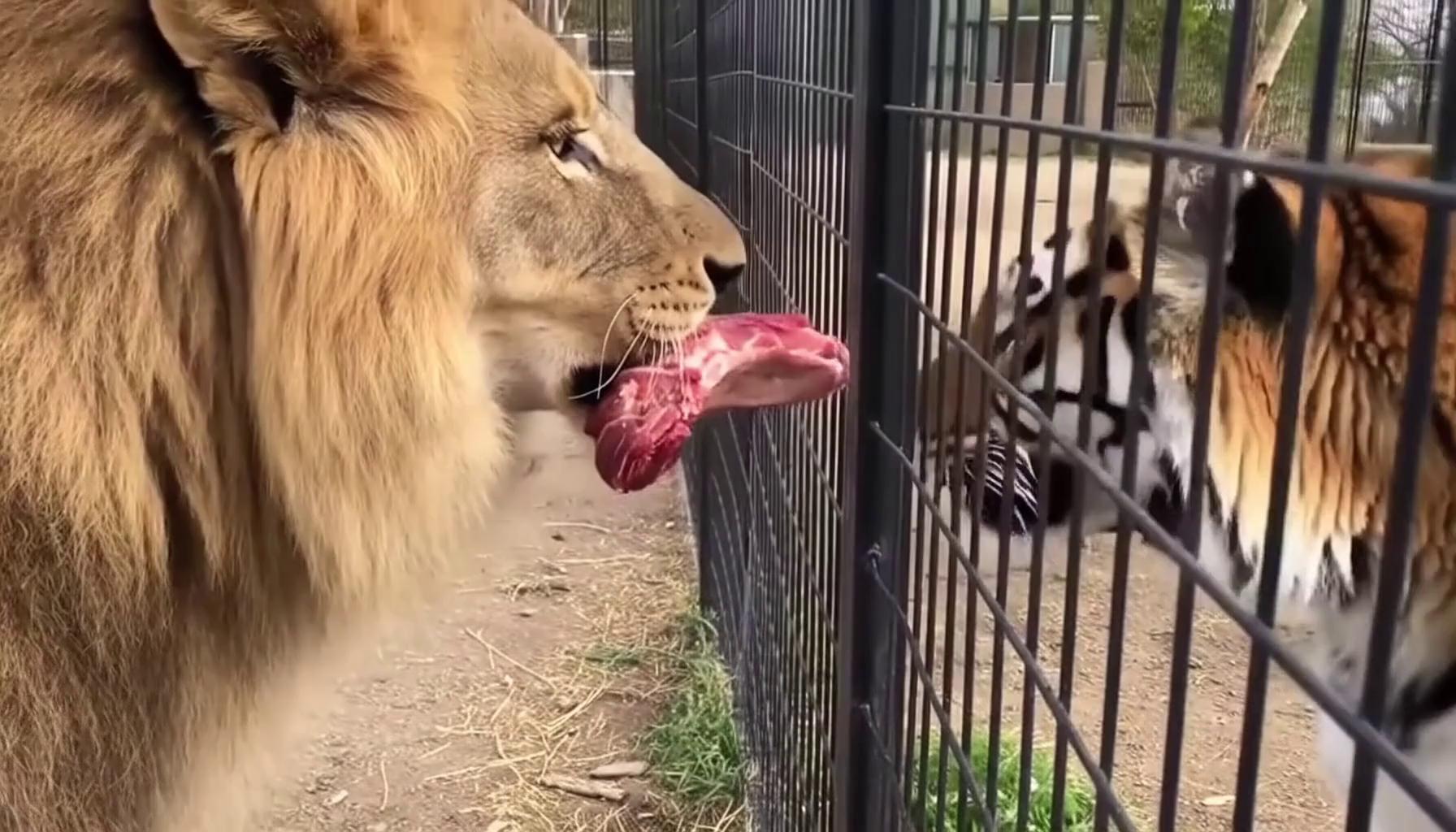 Prompt: a lion gives a tiger some meat at a zoo
