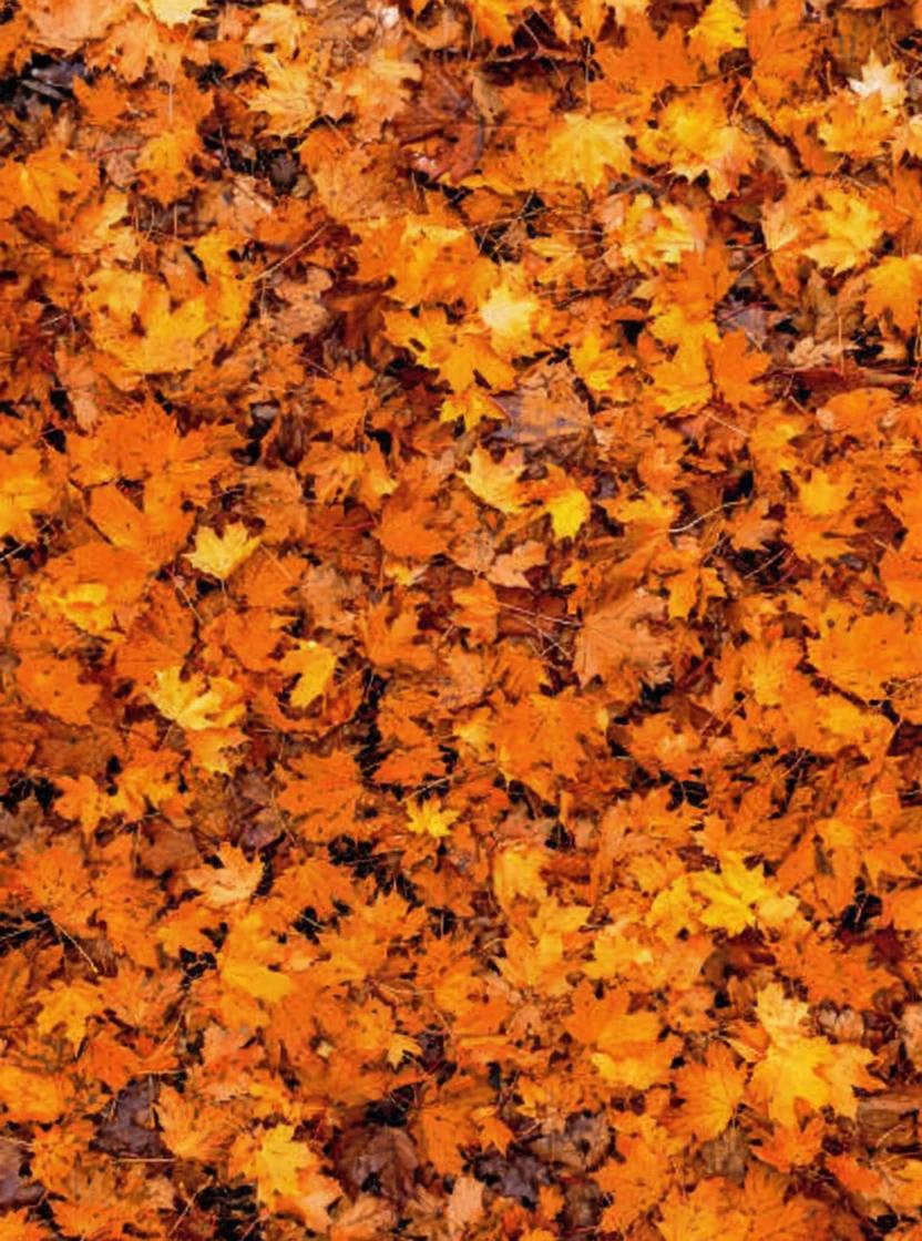 Prompt: Top down view to a ground completely covered by leaves in autumn. A man walks around clearing all of the leaves with a leaf blower to reveal the final image 