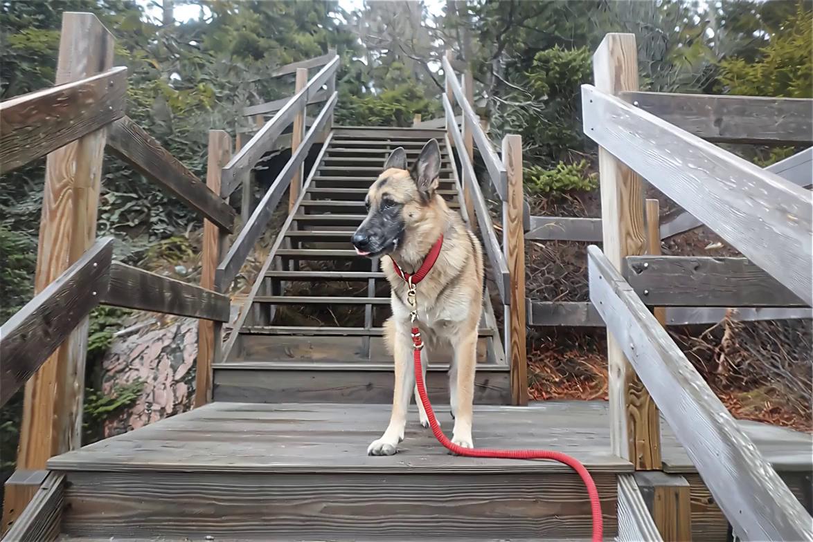 Prompt: max the german shepherd prowls the back alleys of bars and taverns at night.  Dimly lit with neon-light.  He has a side-kick, Ozzy the gray parrot riding on his back.  both animals have medallions on their necks with their names.