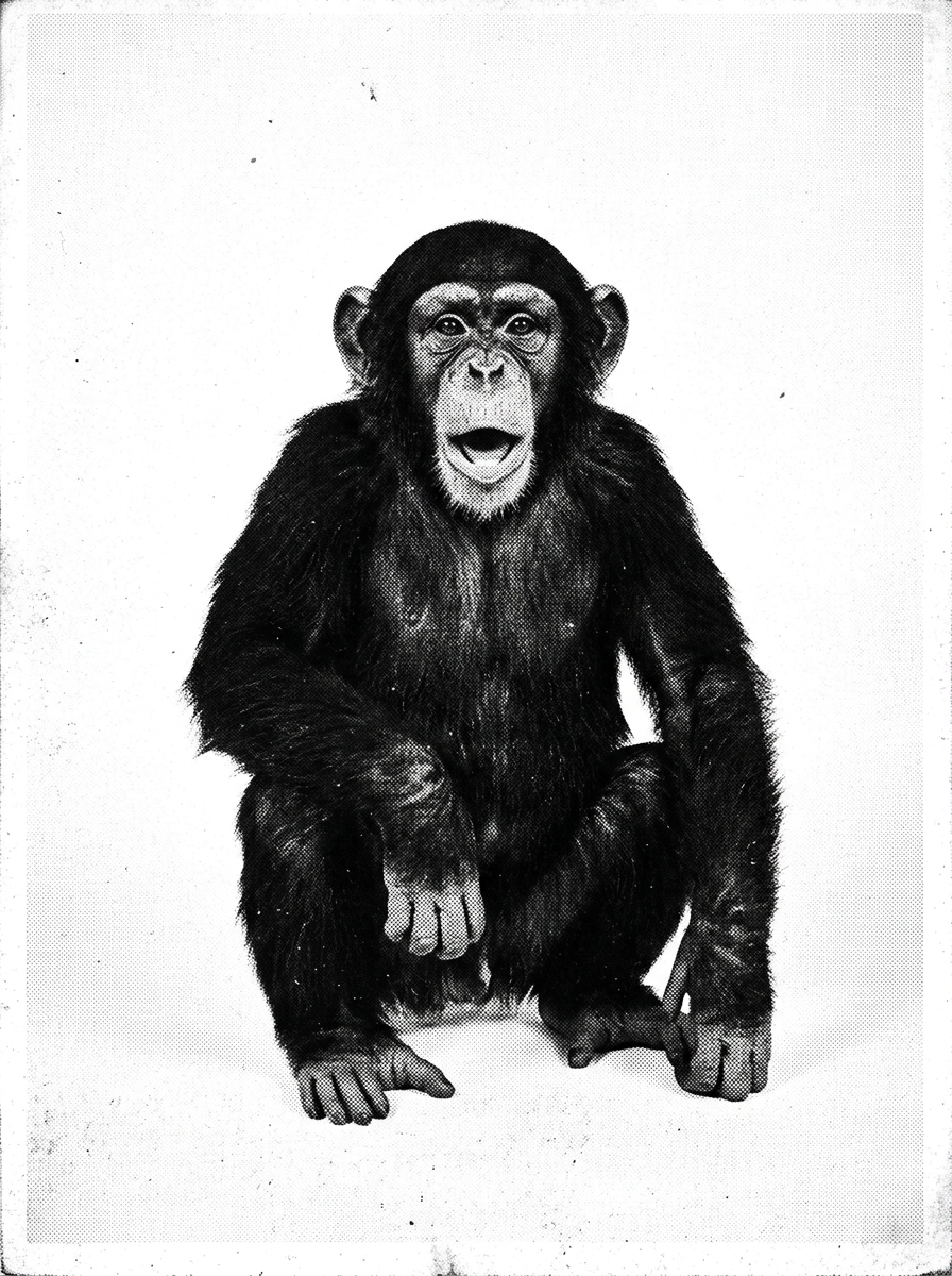 A chimpanzee, mid-sentence