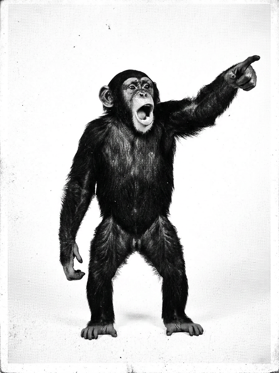Chimp pointing dramatically