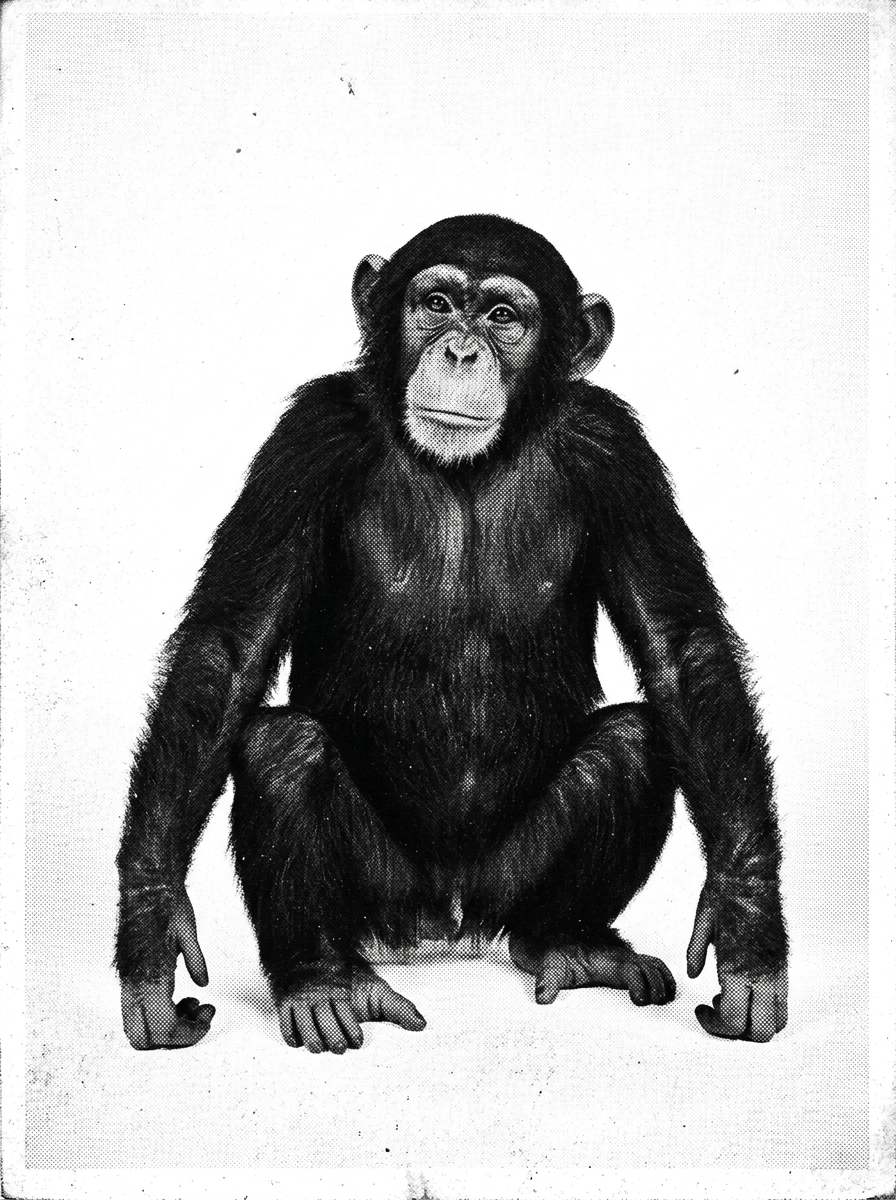 Chimp, out of ideas