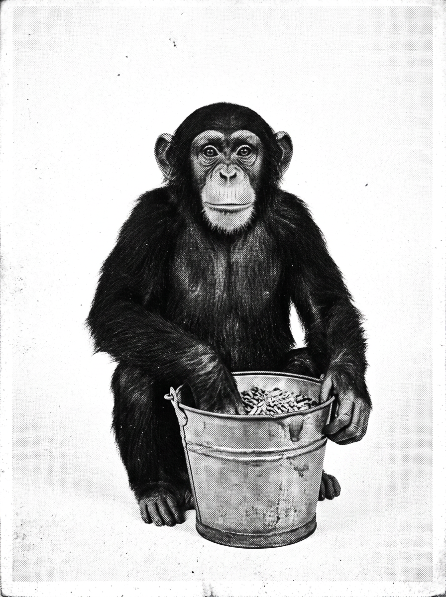 A paw, deep in the nut bucket