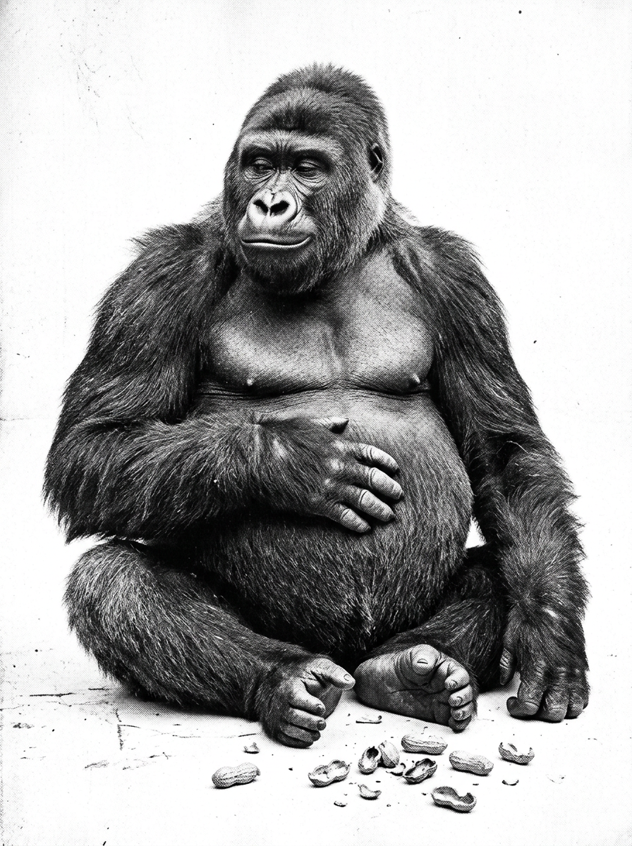 A very full and happy gorilla, elsewhere in the zoo