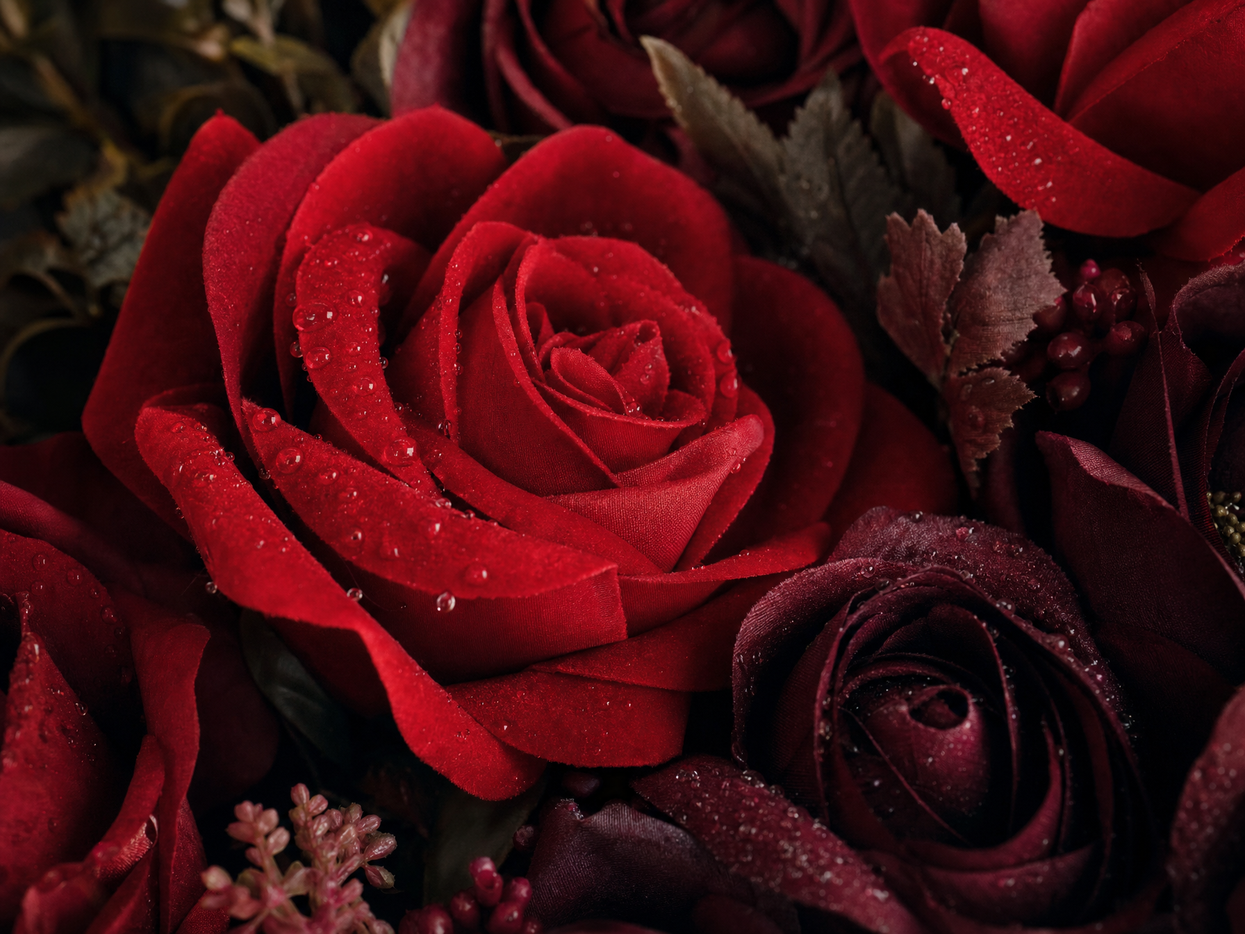 Rosas rojas y burgundy con gotas de rocío