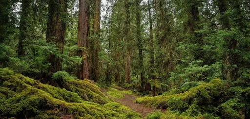 Prompt: Pacific Spirit Regional Park, Vancouver, Canada
Pacific Spirit is a stunning natural oasis of nearly 800 hectares located in West Vancouver, adjacent to the University of British Columbia campus. It is a place where urban life meets untouched nature.
The park's ancient forest contains centuries-old trees, some of which are over 600 years old. Here you can find majestic red cedars, giant Douglas firs and western hemlocks. The dense underbrush creates a real jungle atmosphere, and a soft carpet of mosses and ferns adds a magical quality to the landscape.
The park has over 70 kilometers of trails of varying difficulty. The routes pass through forests, along the ocean coast and along picturesque cliffs.