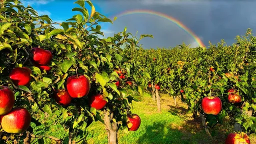 Prompt: (Orchard of apples), vibrant red Roma apples hanging on lush green twigs, (sunshine) filtering through the leaves casting warm golden light, (rows of apple trees) stretching into the distance, serene blue sky adorned with (gray broken clouds), a brilliant rainbow gracefully arching over the scene, tranquil ambiance, nature's bounty, (highly detailed), (4K)高清.