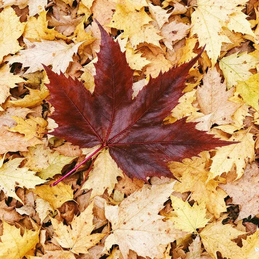 Prompt: fallen autumn leaves