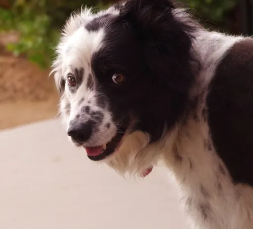 Prompt: Black and white border Collie named pig, wearing a Hawaiian shirt, sitting in a beach chair drinking beer 