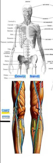 Prompt: muscular system legs