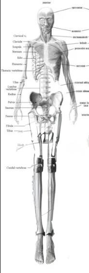 Prompt: mucular system legs