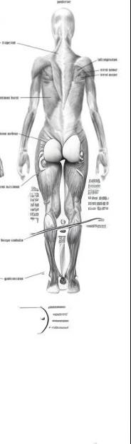 Prompt: muscular system legs (back view)