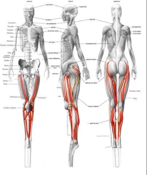 Prompt: muscular system legs