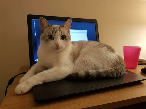 Prompt: This photograph features a white and light gray tabby cat with blue-green eyes, lounging on a black laptop. The cat's body is curled up with its front paws stretched out in front, and it gazes directly at the camera with a calm expression. The laptop screen behind the cat displays a bright, blue-tinted interface with a vertical line of text at the top and a lighter area below it, suggesting a software application or document open. The laptop is placed on a wooden desk, and to the right of the laptop, there is a pink plastic cup. The background wall is a plain, light beige color, adding a neutral tone to the scene. The cat's fur appears soft and slightly fluffy, contrasting with the sleek, dark surface of the laptop. The lighting in the room is warm and slightly dim, casting soft shadows and giving the image a cozy, homey feel. The overall composition centers on the cat, with the laptop and background elements providing context and depth to the scene.