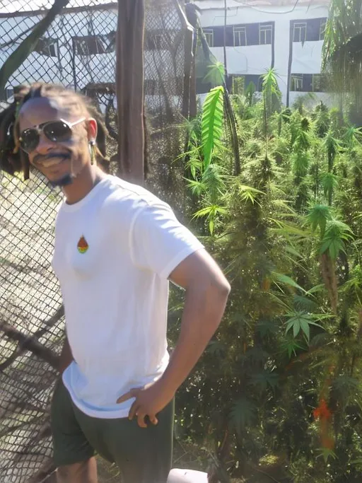 Prompt: Rastaman with dreads in Jamaican clothes found cannabis plantation. Looks cool, smoked up and happy
