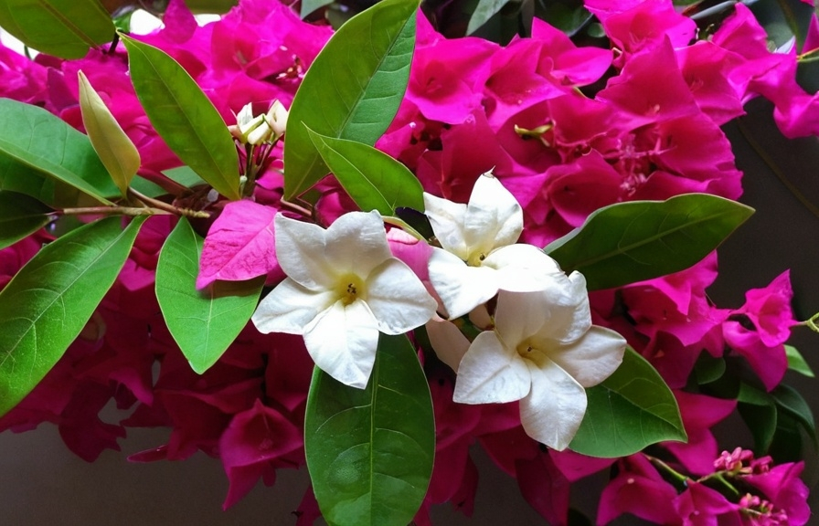 Prompt: Jasmine (Jasminum officinale) and Bougainvillea (Bougainvillea)